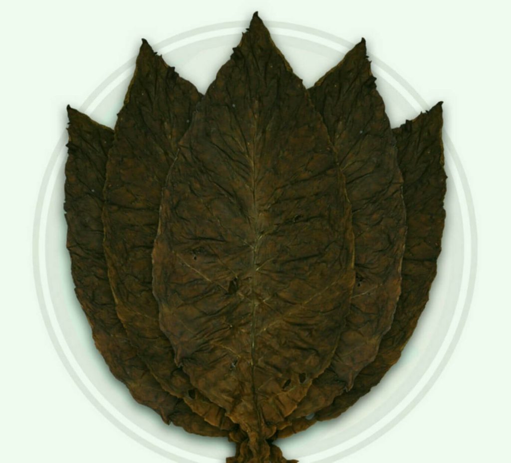 Dark Air-Cured Tobacco Leaves